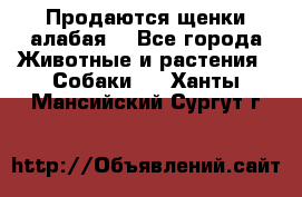 Продаются щенки алабая  - Все города Животные и растения » Собаки   . Ханты-Мансийский,Сургут г.